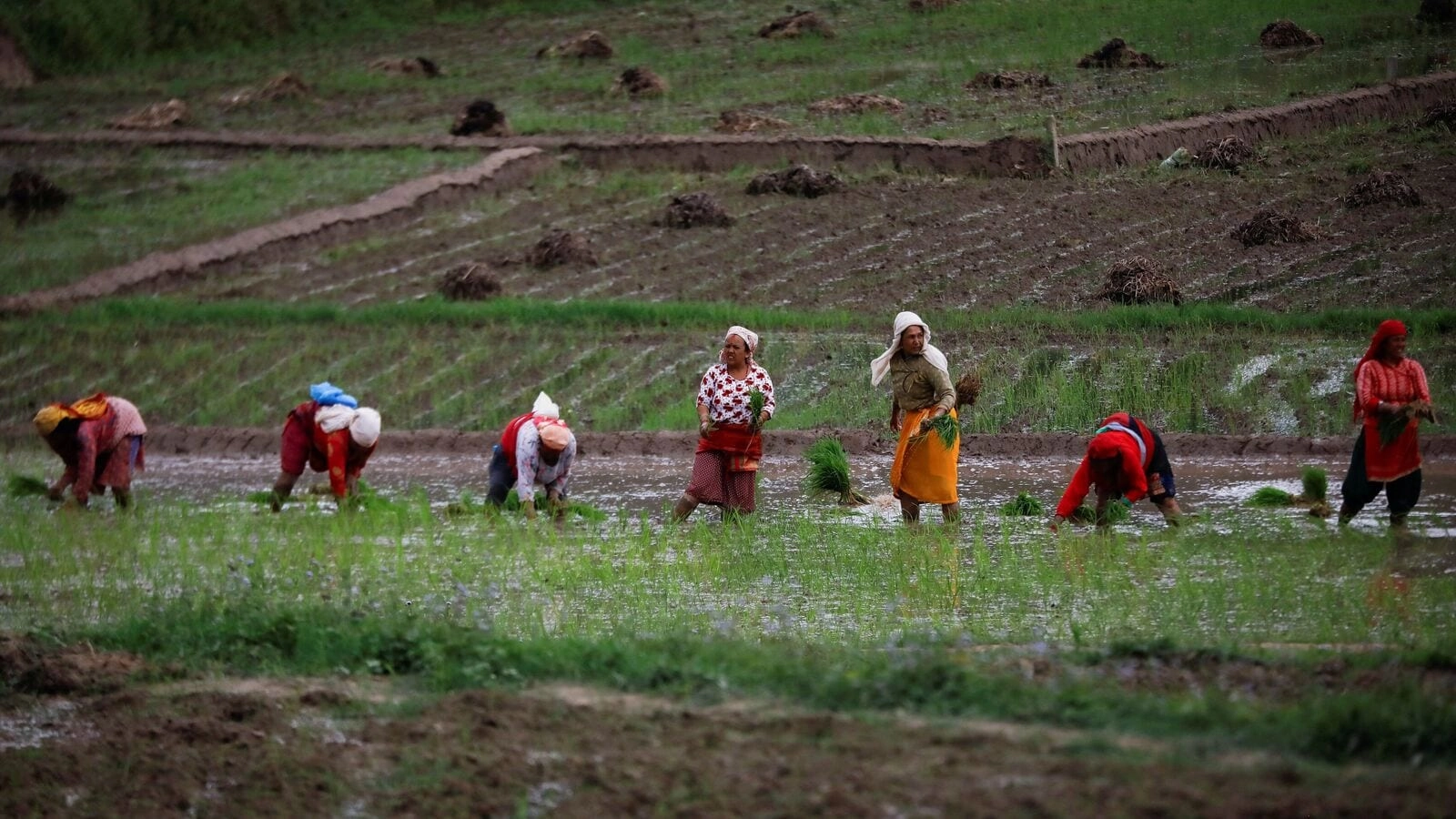 GTRI Urges India to Safeguard Agriculture Sector in US Trade Deal