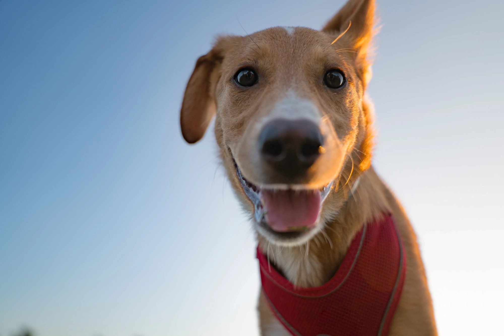 Unveiling the Canine World: How Dogs Perceive Reality Through Their Nose