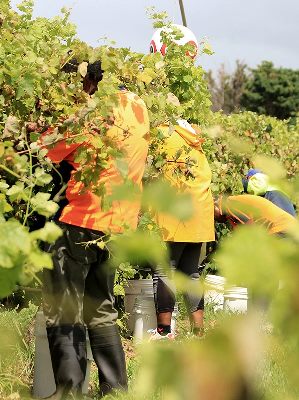 South Australian Horticulture Labour Hire Providers Face FWO Crackdown