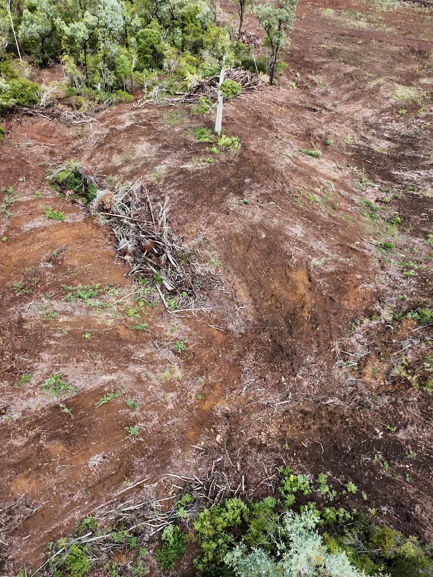 Environmental Group Exposes Alleged Illegal Land Clearing in Queensland