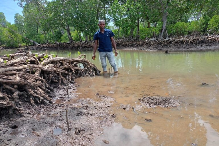 Seatrees Initiative Restores Mangroves in Marereni, Kenya, Protecting Coastal Ecosystems