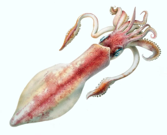 Digital Fossil-Mining Uncovers Origin of Ancient Squids 100 Million Years Ago