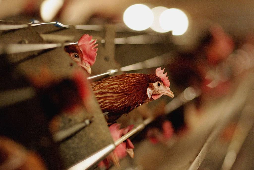 South Africa Poultry Industry Criticizes US Bird Flu Decision