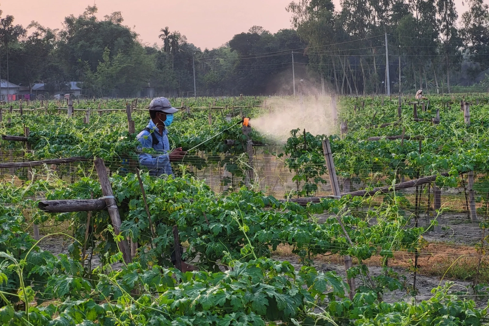 New Study Reveals Fungicide on Fruits Could Lead to Insect Apocalypse