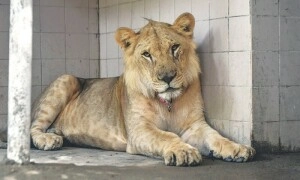 Punjab Wildlife Department Cracks Down on Illegal Lion Ownership
