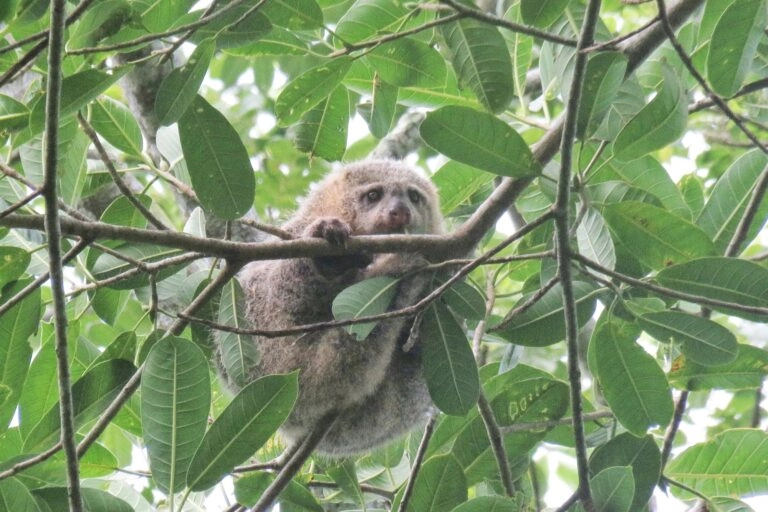 Endangered Bear Cuscus in South Sulawesi Faces Habitat Fragmentation and Decline