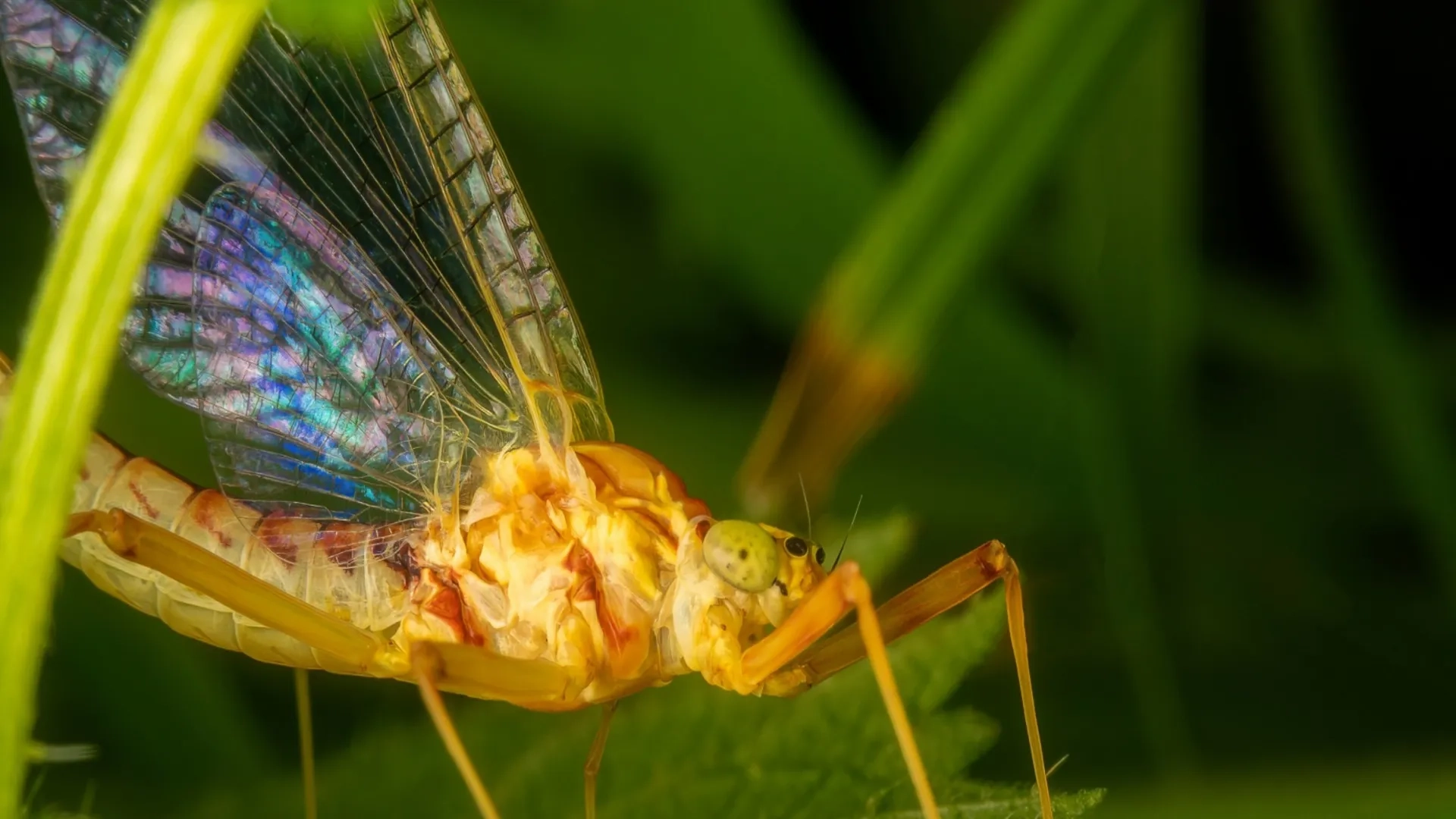 Rare Mayfly Rediscovered in Thailand River, Scientists Use Unique Method