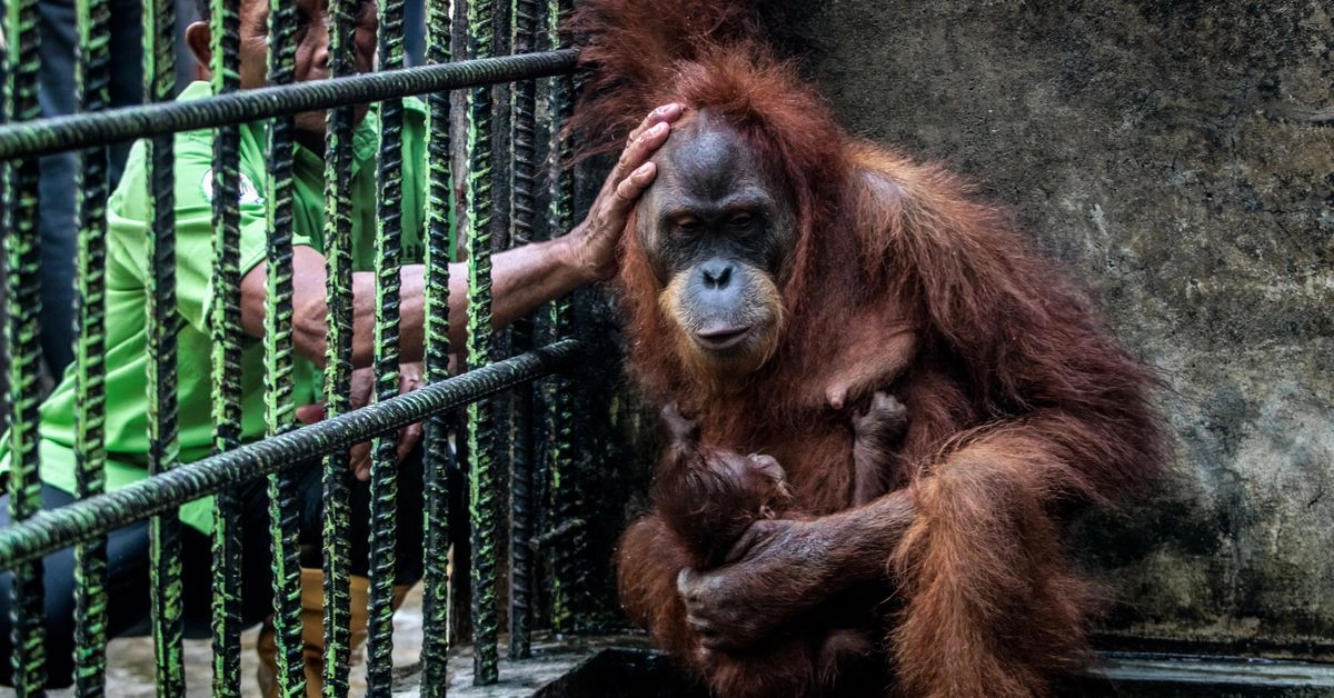 JP Acosta's Delusional Dream: Defeating an Orangutan in Combat - Internet Intervention Needed!