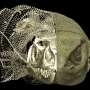 Revealed: Secret Osteoderms in Australian Monitor Lizards