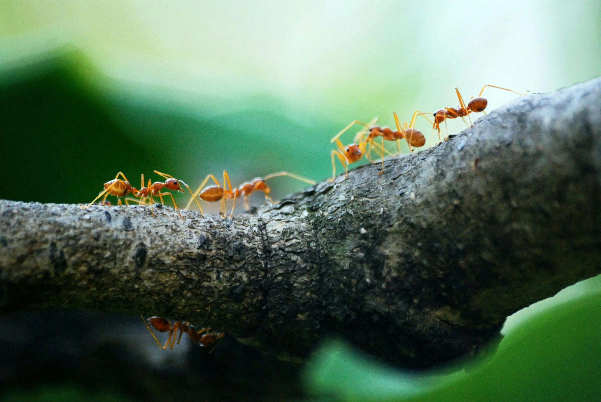 Ants: The Original Masters of Medicine, Farming, and Engineering