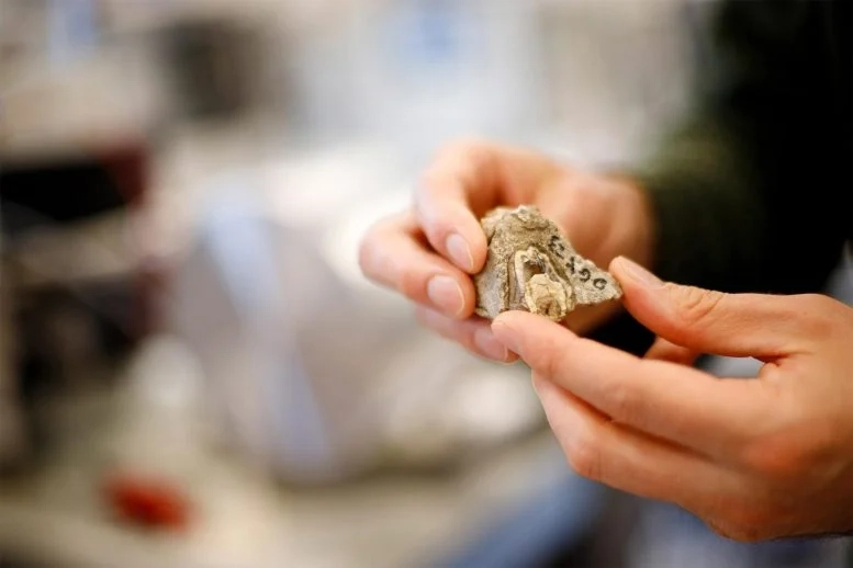 Ancient Proteins in Fossil Enamel Uncover Evolution Secrets