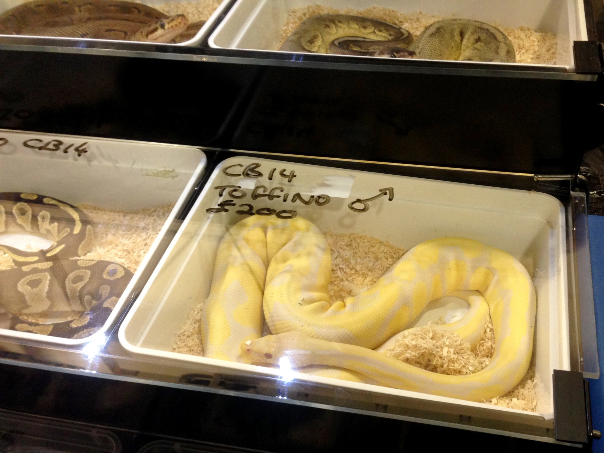 Blackpool Council Warns Norbreck Castle Hotel Against Hosting Reptile Market