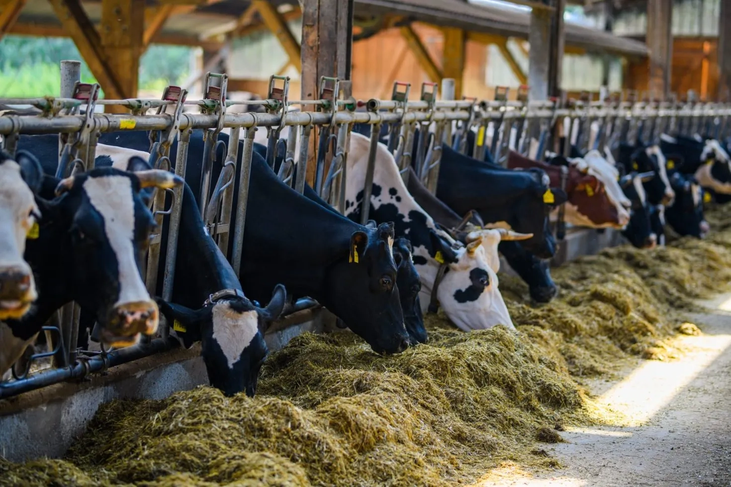 Seaweed-Based Solutions to Reduce Methane Emissions in Agriculture