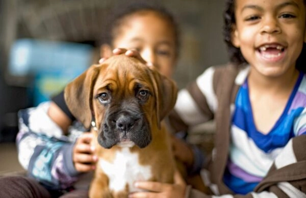 Discover the Top 7 Protective Dog Breeds for Your Home and Family