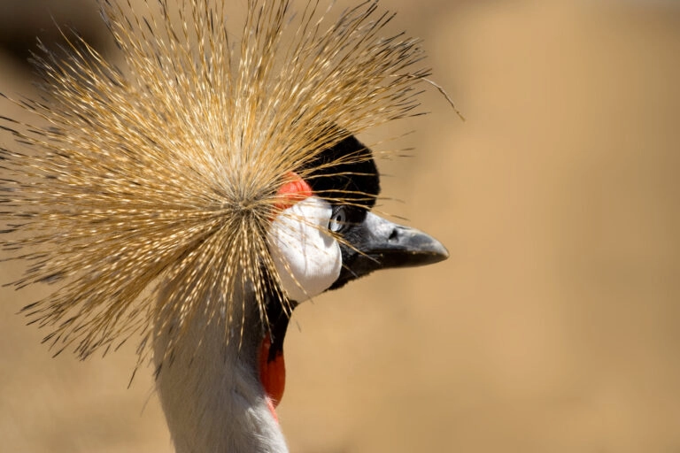 Ethiopian Nuer People's Cultural Bond with 71 Bird Species Revealed