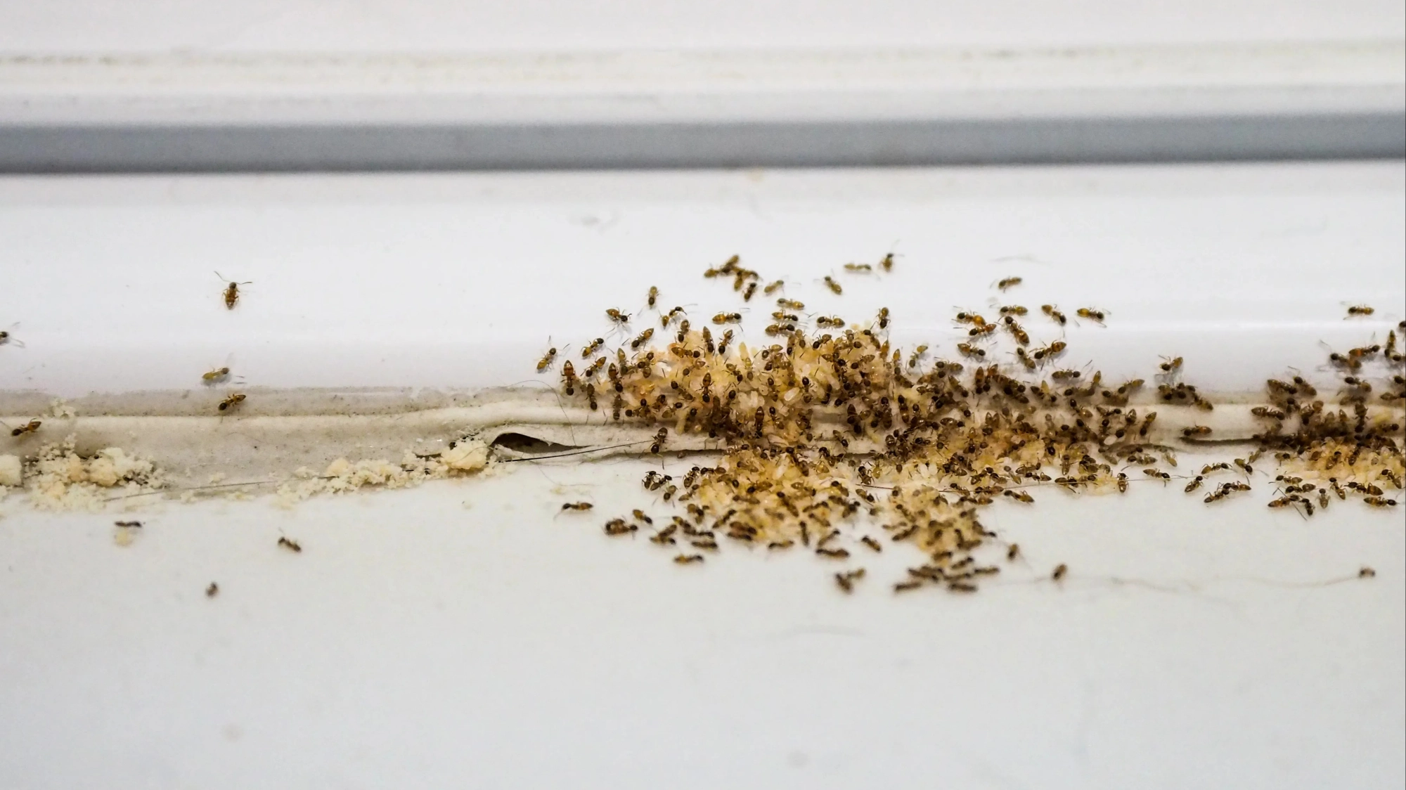 Top 5 Pest Hideouts Revealed by Expert - Keep Your Home Bug-Free