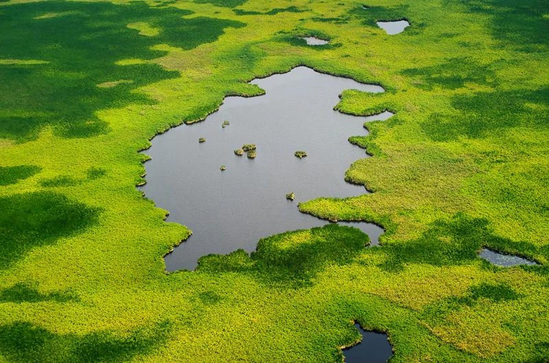 Curbing Methane Emissions: Can Hacking Wetlands Help Fight Global Warming?