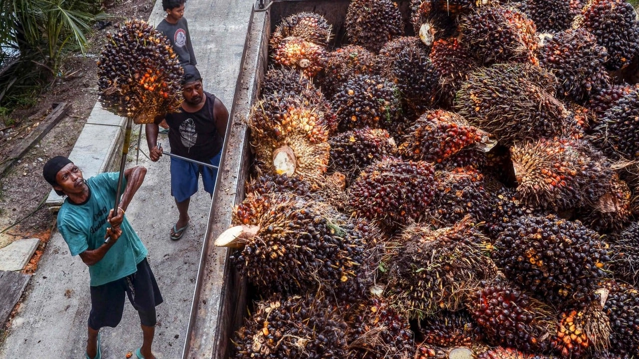 Indonesia and Malaysia Unite to Defend Palm Oil Exports Amid US Tariffs