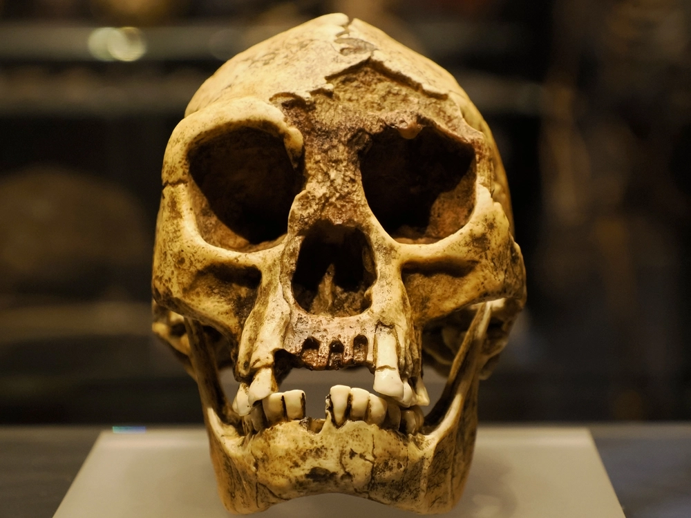 Evolutionary Insights: How Hominins Adapted Diets Before Teeth Transformation