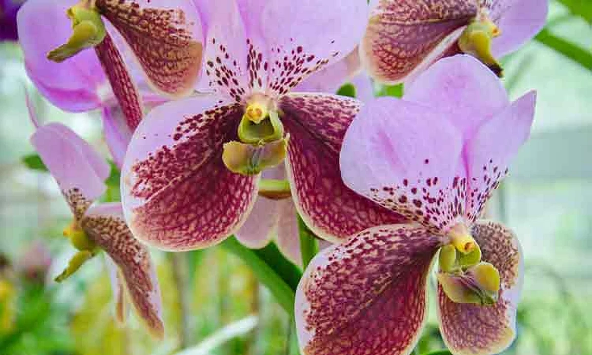 Boost Waling-Waling Conservation: Davao's Floriculture Revival