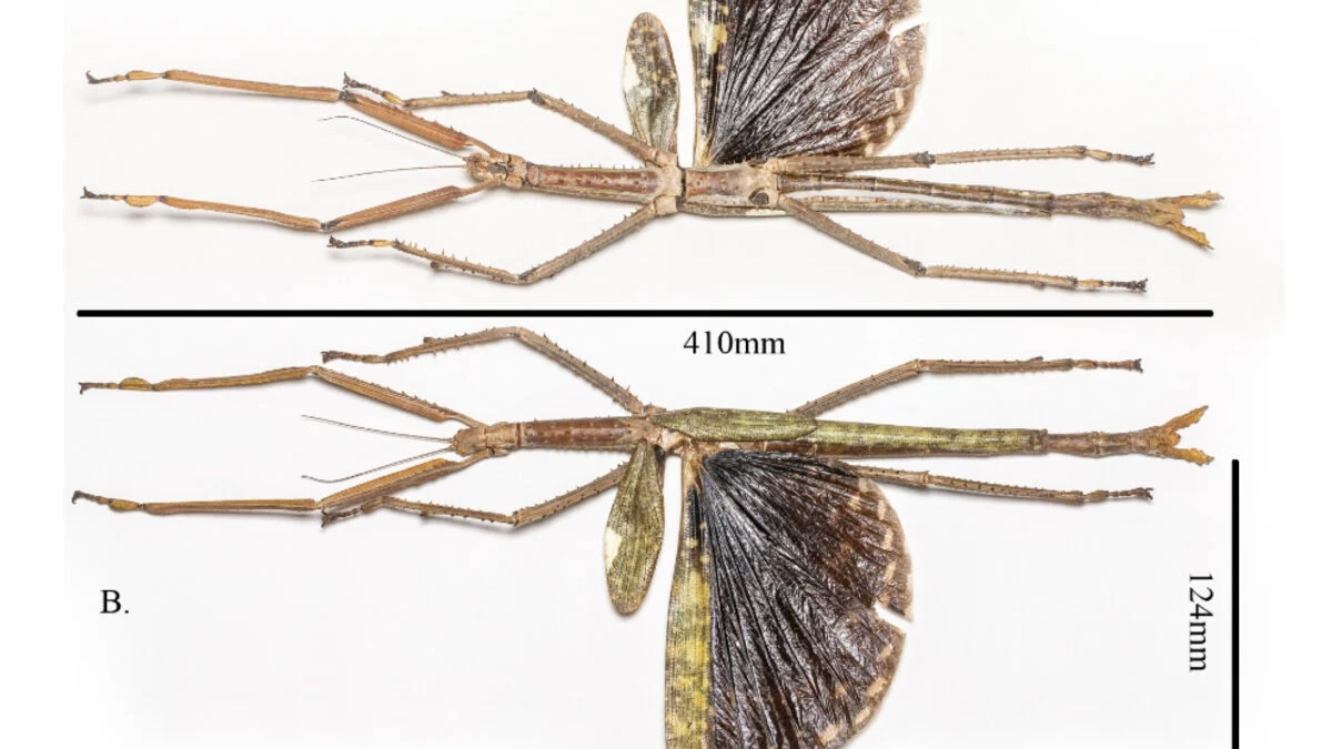 Discover the Heaviest Aussie Insect: Acrohylla alta Unveiled in Rainforests