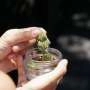 Hispanic and Black Men with Chronic Conditions Turning to Cannabis: Study Reveals Surprising Findings