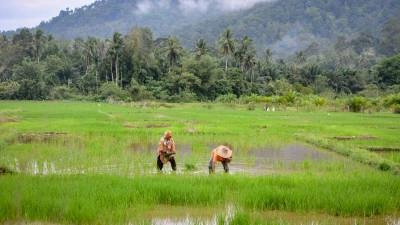 Government Boosts Padi Farmers' Incentive to RM160 per Hectare