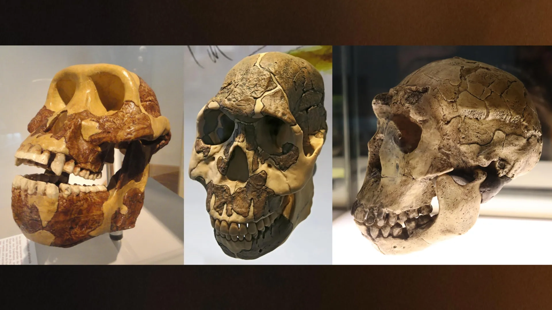 Early Humans' Surprising Diet Shift Revealed by Dartmouth Study