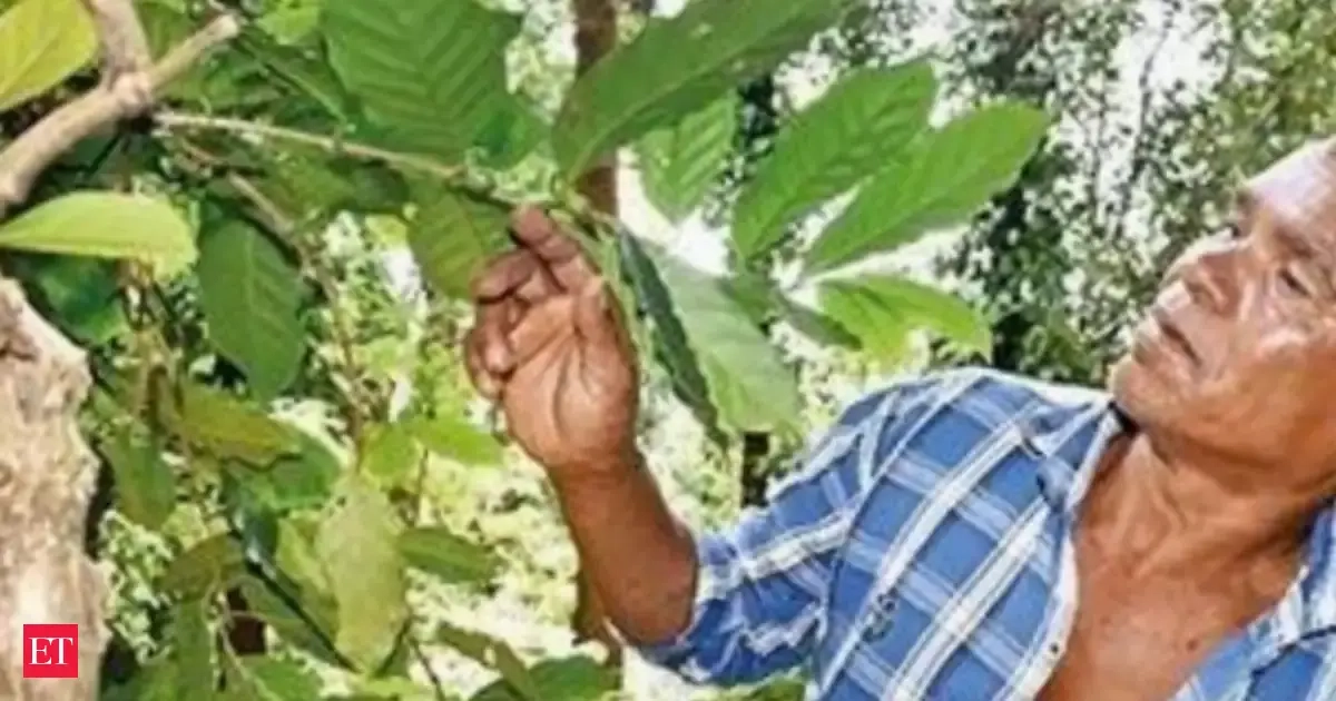 Araku Valley Coffee Farmers Face Deadline for EU Geomapping Compliance