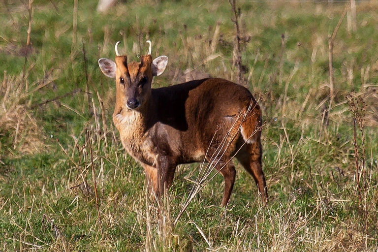 Bhutan's Wildlife Conflict Crisis: Balancing Food Security with Nature Harmony