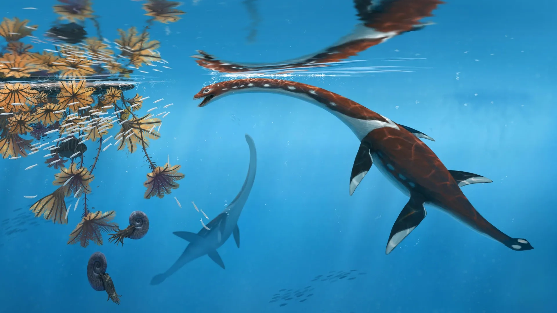 New Species of Ancient Marine Reptile Unearthed in Germany's Posidonia Shale Beds