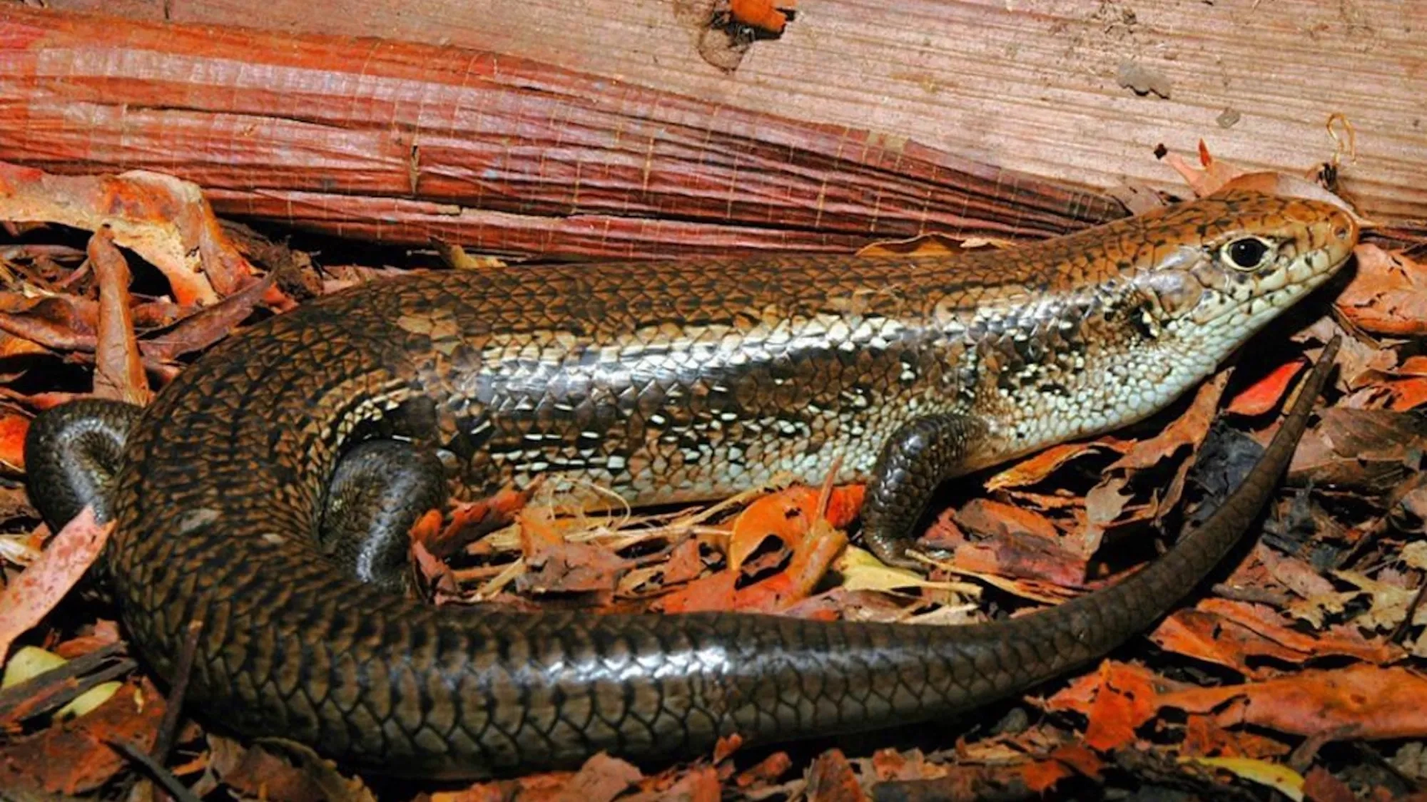 Breakthrough Discovery: Skinks Hold Key to Potent Snake Antivenoms