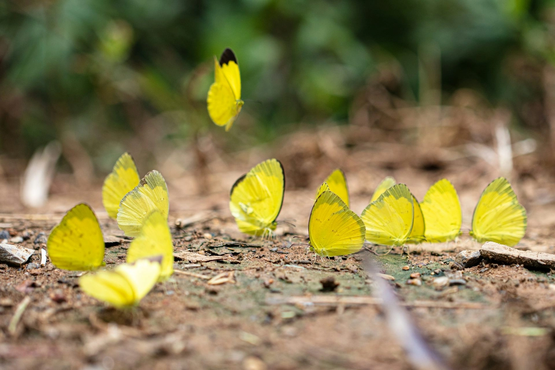 Climate Change Threatens Tropical Insects: Biodiversity Loss in Butterflies and Beetles
