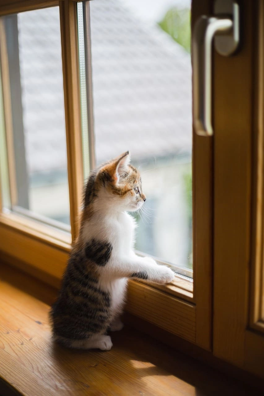Upgrade Your Home with Fort Lauderdale Impact Windows: Benefits Beyond Aesthetics