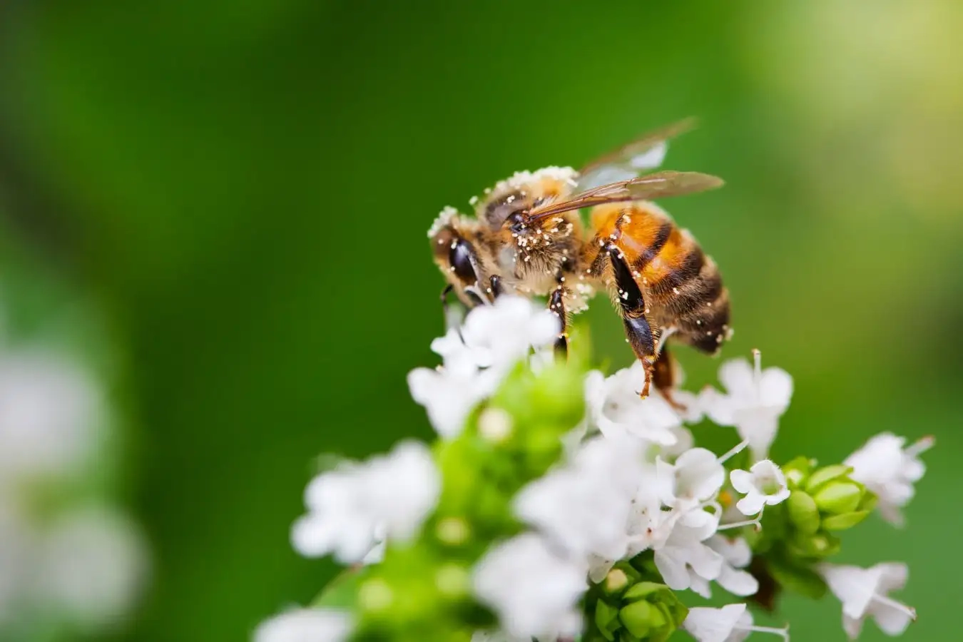 Surprising Impact of Viral Infections on Honeybee Flight Performance