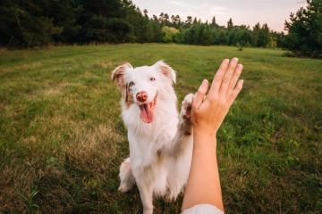 Cover Pet Care Costs with Travel Insurance: Expert Tips & Hacks