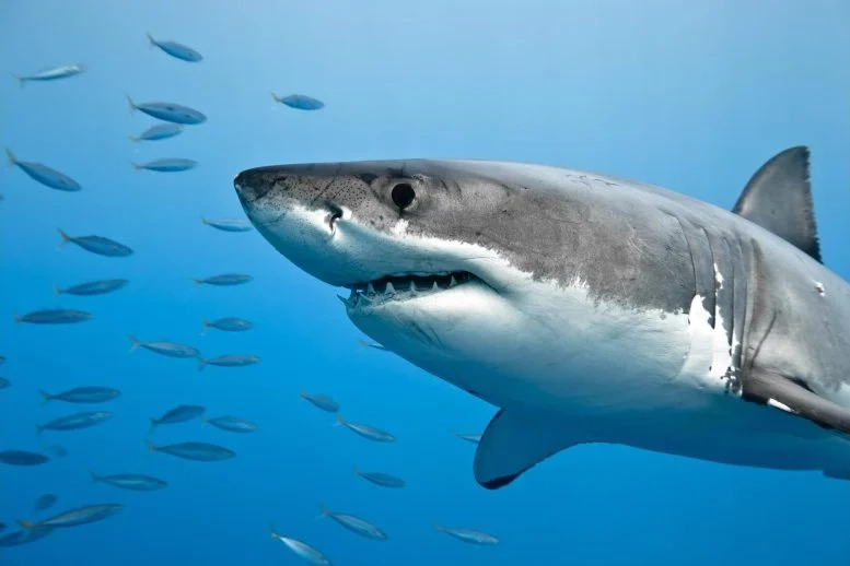 Great White Sharks' Genetic Mystery Unraveled: Ice Age Survivors' DNA Riddle