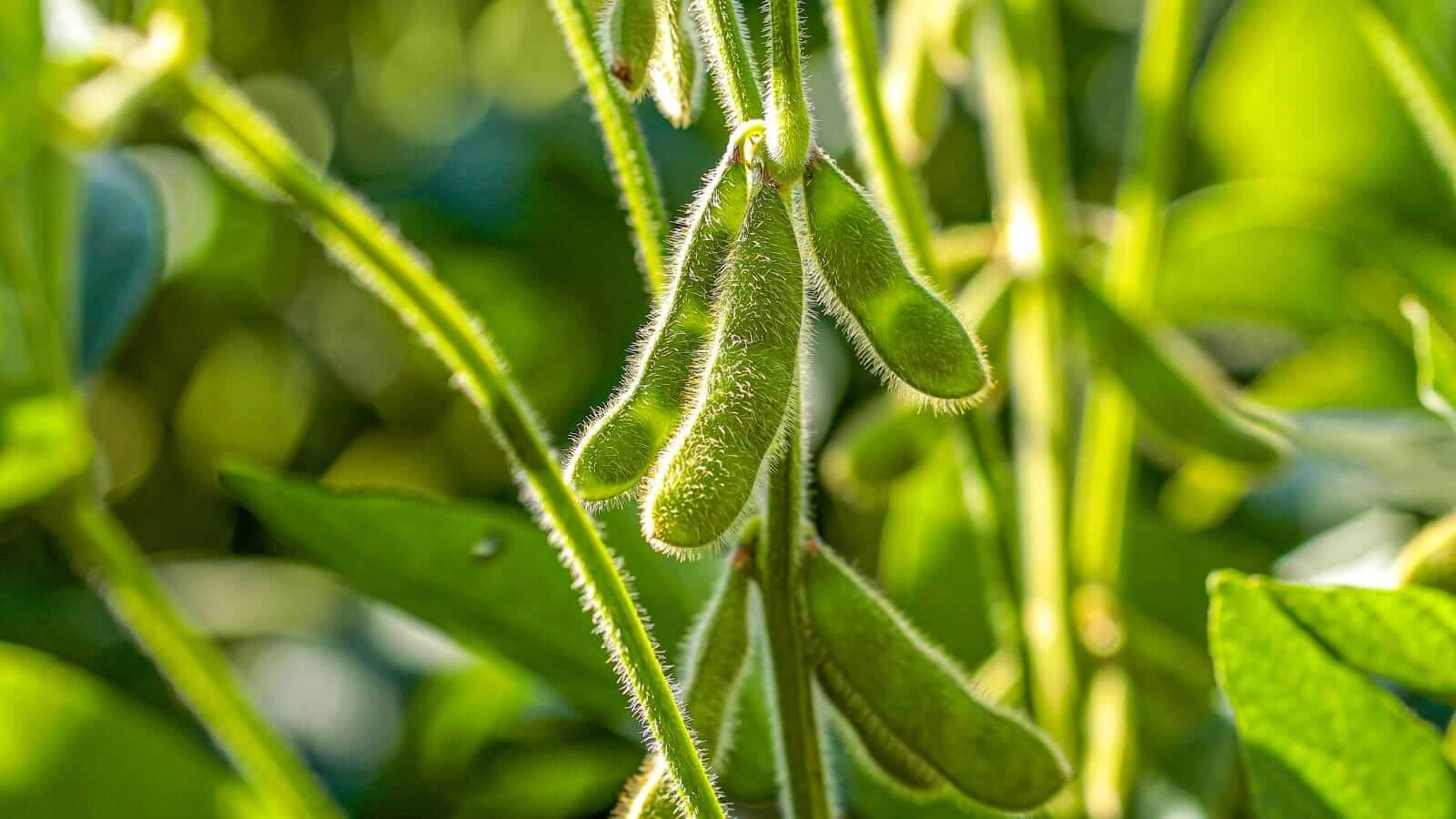 Soybean Futures Drop on Monday: Export Inspections Report and Market Analysis