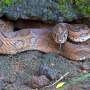 Climate Change Impact on Snakebite Risk in India: Big Four Species Distribution Shifts